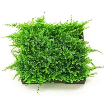 Flame Moss on an 8x8cm pad