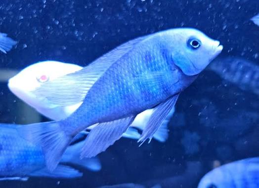 Blue Dolphin Cichlid