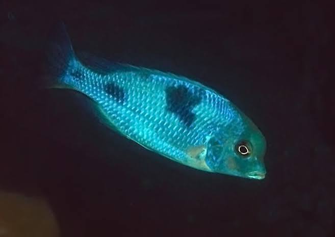 Blue Dolphin Cichlid