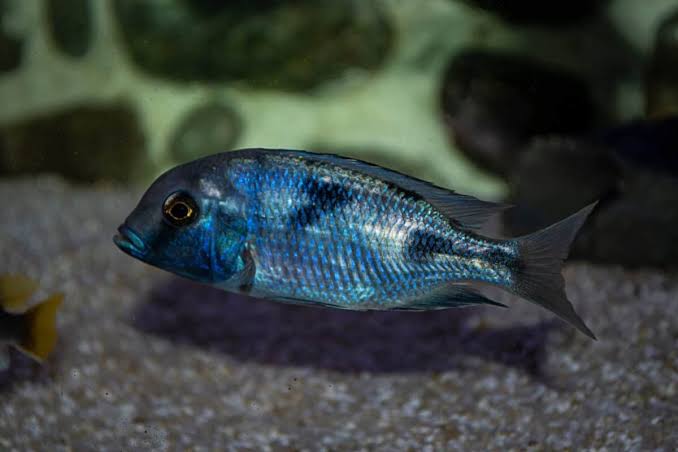 Blue Dolphin Cichlid