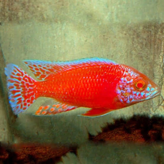 Red Peacock Cichlid