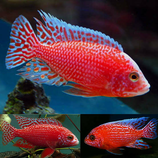 Red Peacock Cichlid