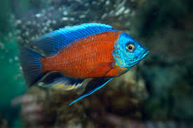 Kadango Cichlid