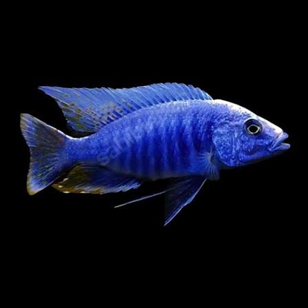 Blue Peacock Cichlid