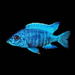 Blue Peacock Cichlid