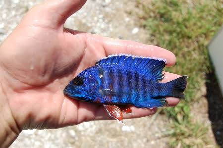Blue Peacock Cichlid