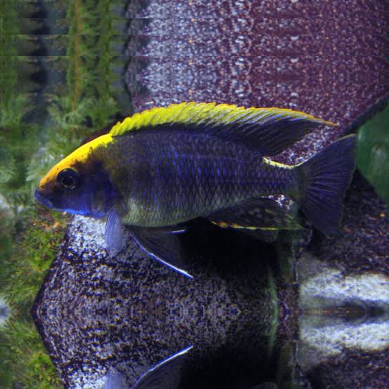 Apache Peacock Cichlid