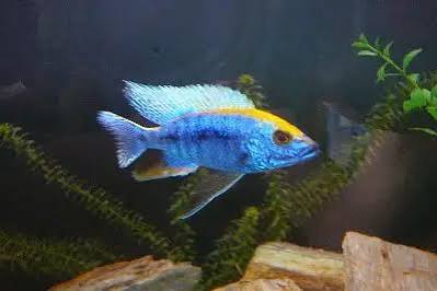 Apache Peacock Cichlid