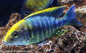 Sulfur Head Peacock