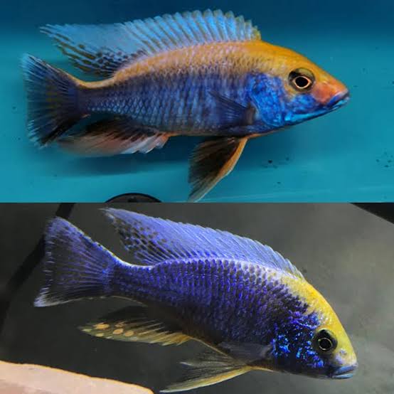 Sulfur Head Peacock