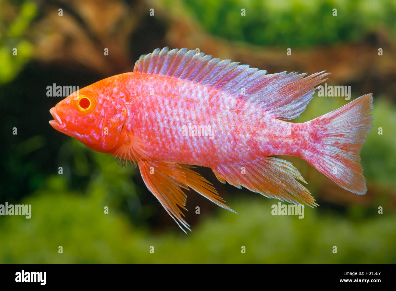 Pink OB. Cichlid