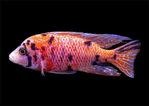 Pink OB. Cichlid