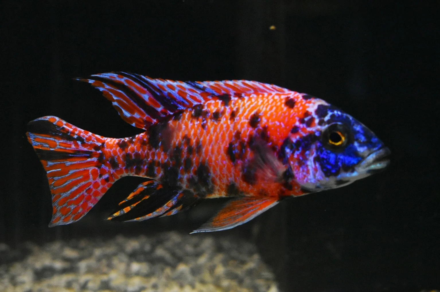 RED OB Cichlid