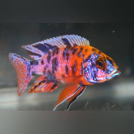 RED OB Cichlid