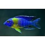 Maulana Cichlid