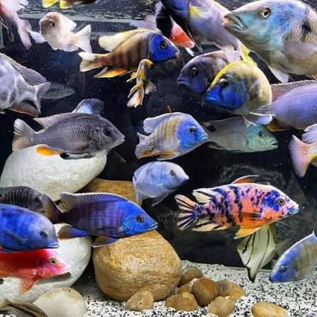 MIXED PEACOCK CICHLIDS 4.5"