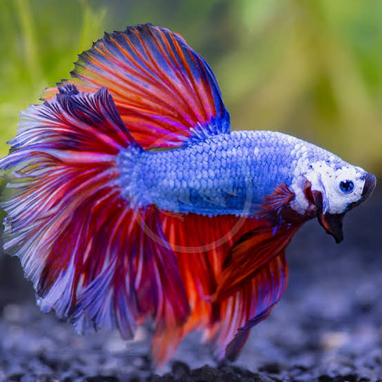 Male Halfmoon Betta