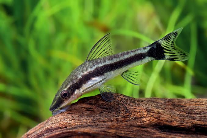Otocinclus catfish