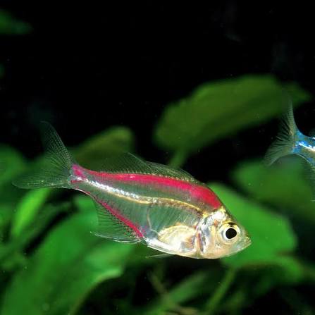 color glass fish