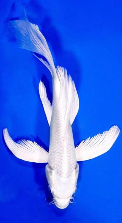 silver butterfly koi