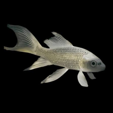 silver butterfly koi