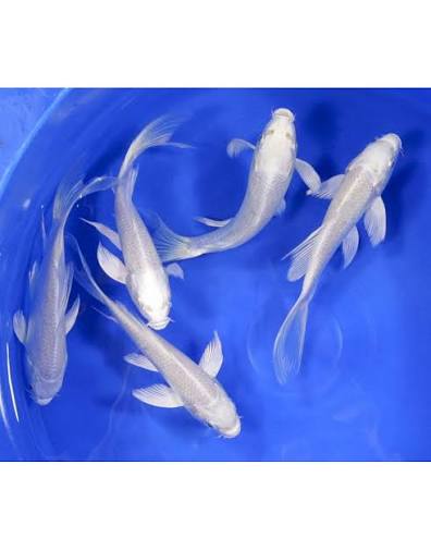 silver butterfly koi