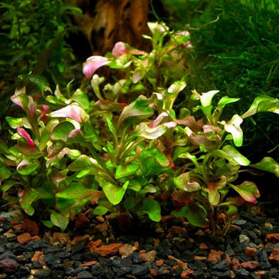 Alternanthera bettzickiana