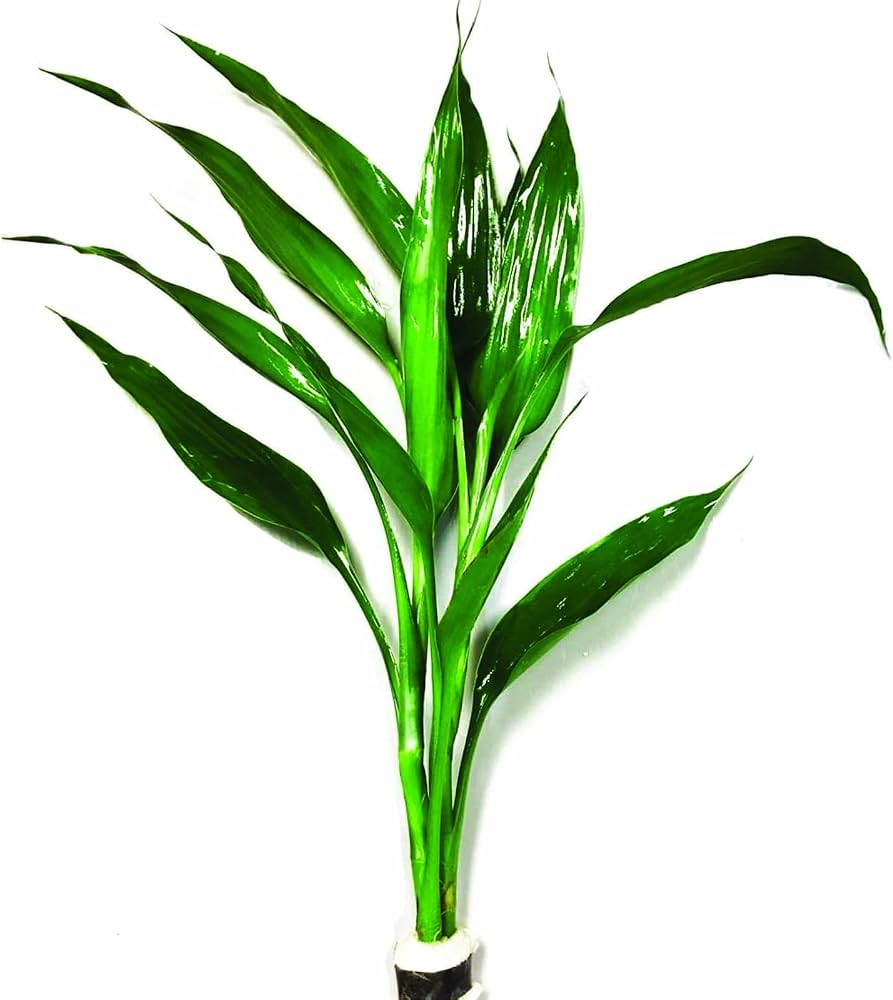 Dracaena sanderiana