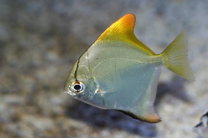 Mono fish