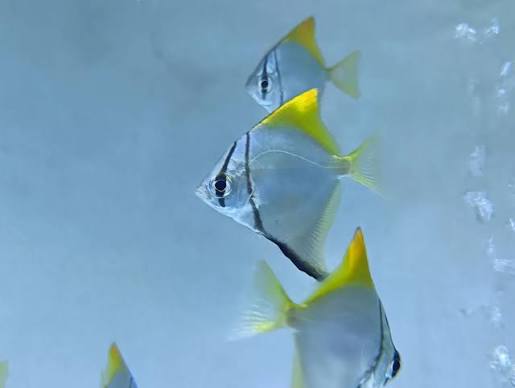 Mono fish