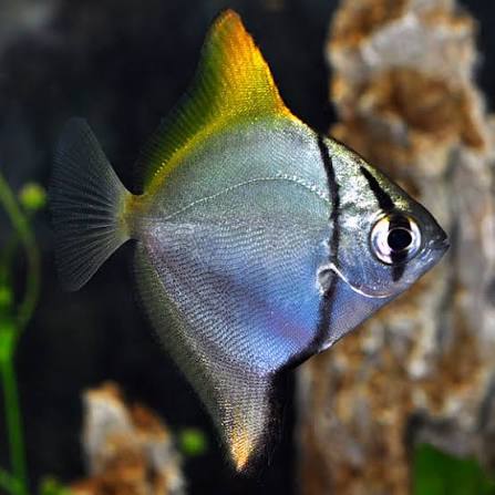 Mono fish