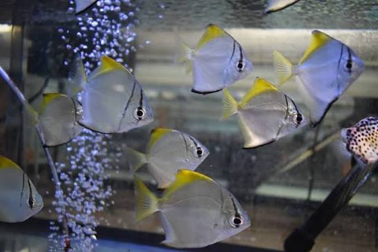 Mono fish