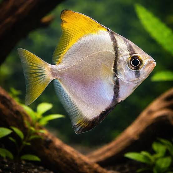 Mono fish