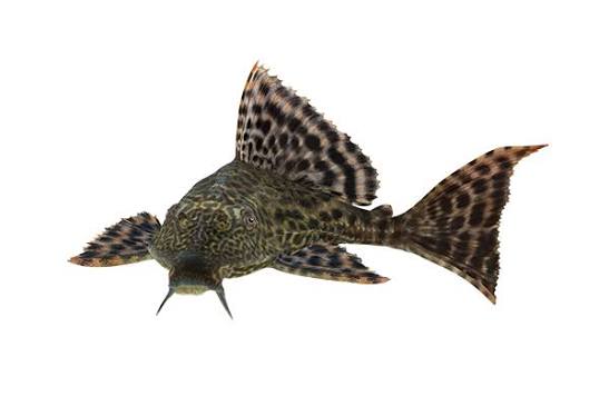 Plecostomus suckermouth catfish