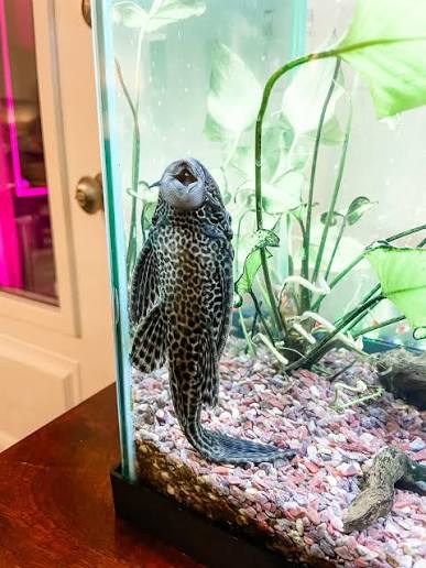Plecostomus suckermouth catfish