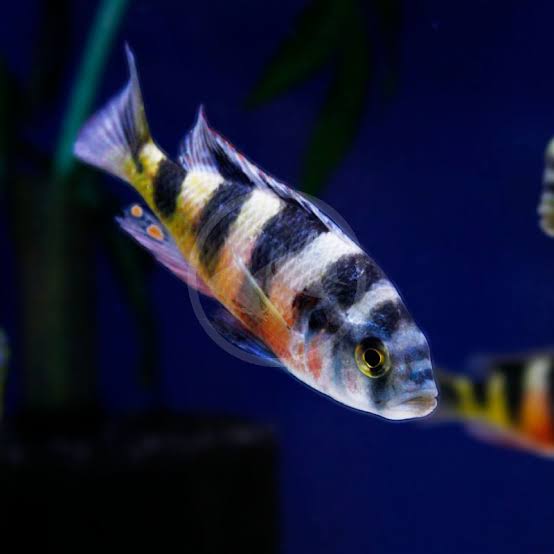 Zebra Obliquidens Cichlid