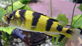 Zebra Obliquidens Cichlid