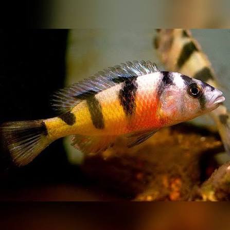 Zebra Obliquidens Cichlid