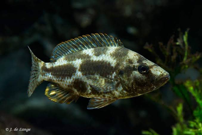 The Livingston's Cichlid