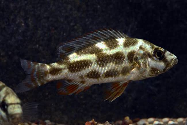The Livingston's Cichlid