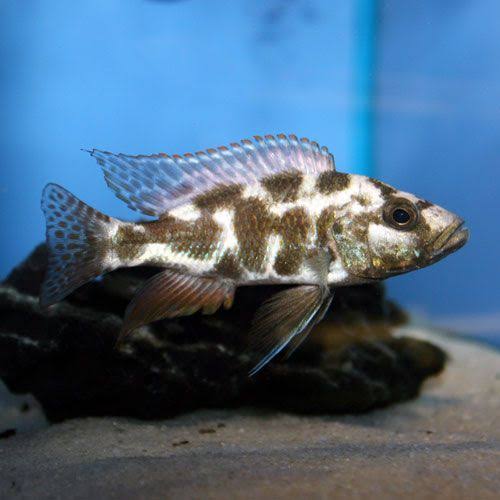 The Livingston's Cichlid