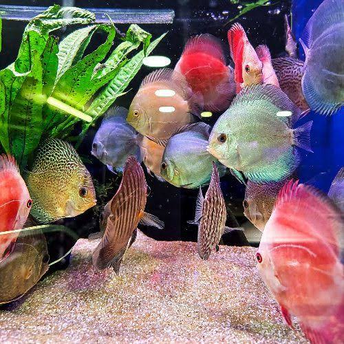 Assorted Discus fish 4"