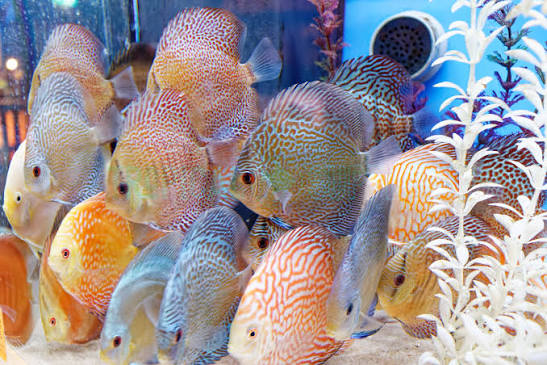 Assorted Discus fish 4.5"