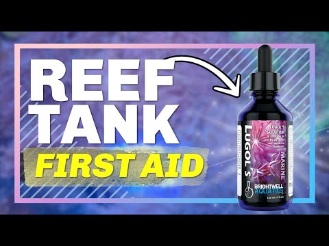 Brightwell Aquatics Lugol's Solution (30 ml)