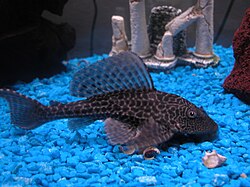 Plecostomus Cleaner Fish