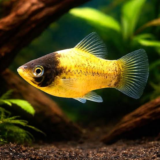 Bumblebee Platy