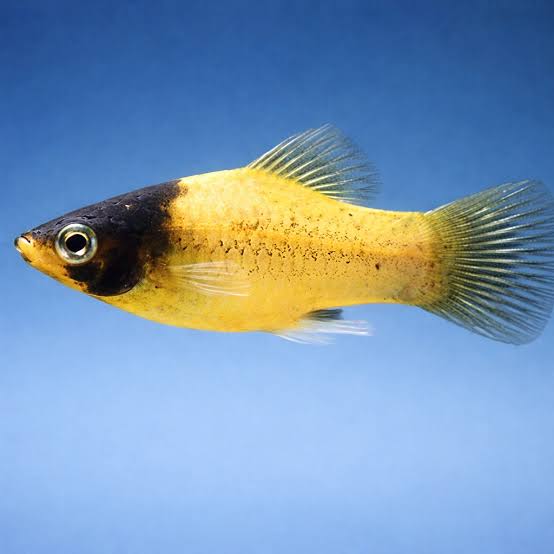 Bumblebee Platy