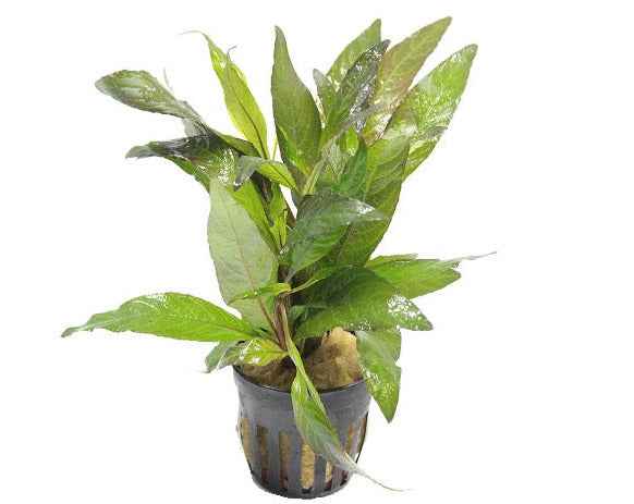 Hygrophila angustifolia rubra