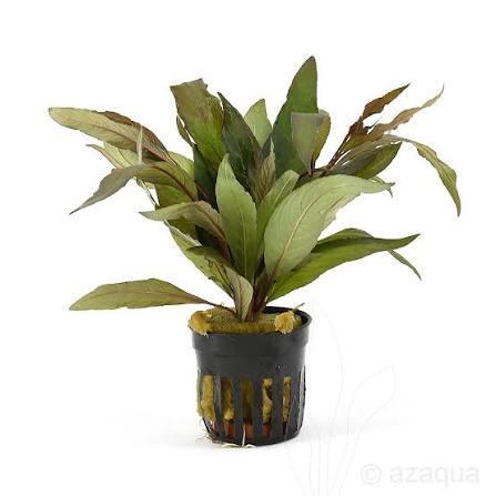 Hygrophila angustifolia rubra