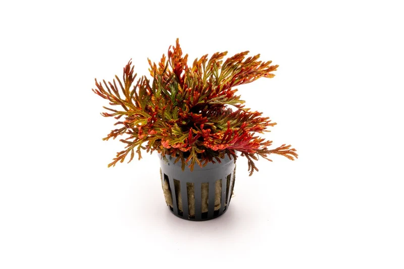 Selaginella erythropus